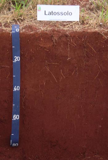 Figura 1. Perfil representativo do Latossolo Vermelho textura muito argilosa (LVa-4).