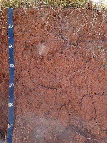 Figura 2. Perfil representativo do Nitossolo Vermelho textura muito argilosa (NVef-4).