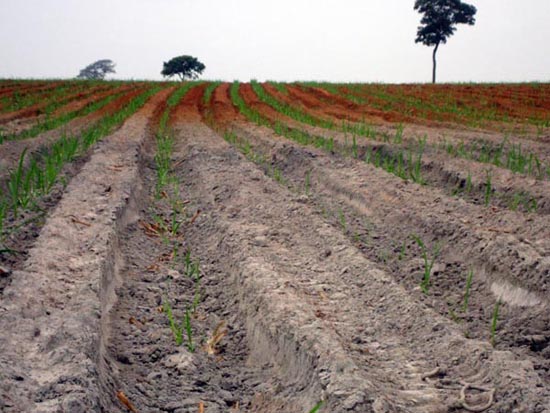 33&ordf; Curiosidade - Gleissolo Háplico em contato com Latossolo Vermelho