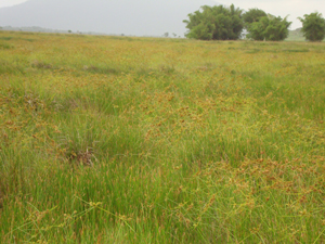 Figura 1. Planta adaptada &agrave;s condi&ccedil;&otilde;es do Gleissolo tiom&oacute;rfico.