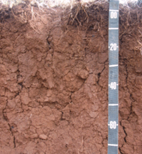 Figura 4. Nitossolo Vermelho eutroférrico (NVef)