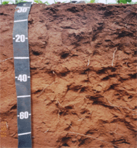 Figura 5. Latossolo Vermelho ácrico (LVw)