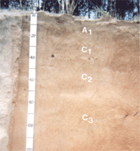 Figura 6. Neossolo Quartzarênico (RQ)