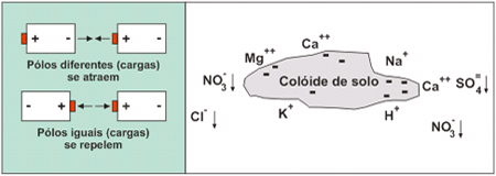 Figura 1.Cargas elétricas da fração argila e matéria orgânica.