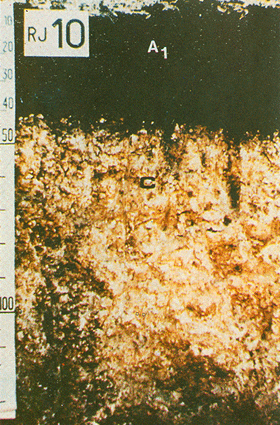 Figura 3. Chernossolo.