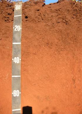 Figura 5. Latossolo Vermelho.