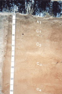 Foto1. Neossolo Quartzar&ecirc;nico