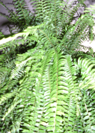 Foto 2. Vegetação de samambaia indicadora de solo com baixo potencial nutricional.