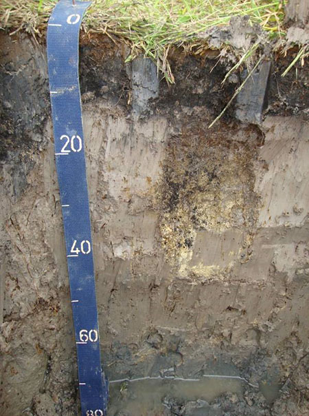 Figura 1. Horizonte A moderado.