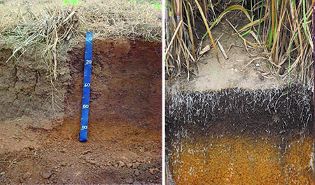 Figura 2. Horizonte A chernozêmico (lado esquerdo) com espessura além do mínimo de 25cm e horizonte A proeminente (lado direito) com espessura além do mínimo de 25 cm.