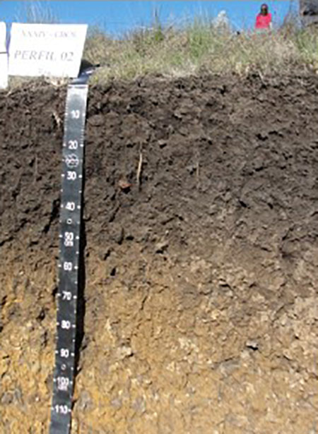 Figura 3. Horizonte A húmico.