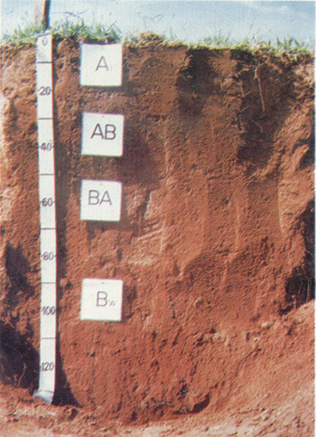 Figura 6. Horizonte A moderado.