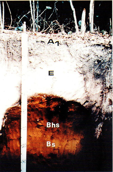Figura 7. Horizonte A fraco.