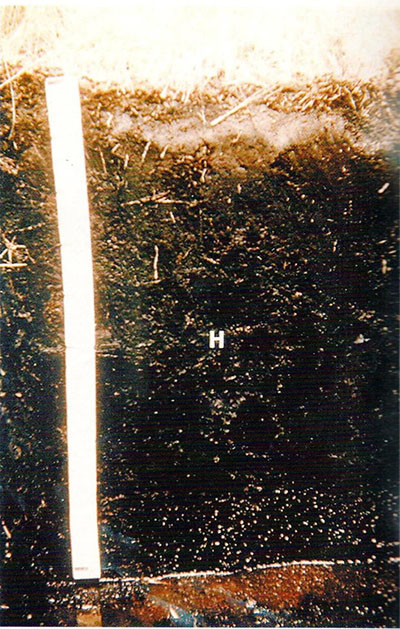 Figura 8. Horizonte hístico.